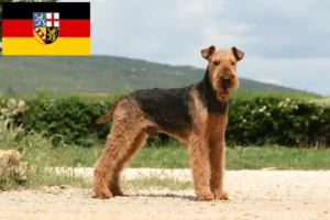 Read more about the article Airedale terrier tenyésztők és kölykök Saar-vidéken