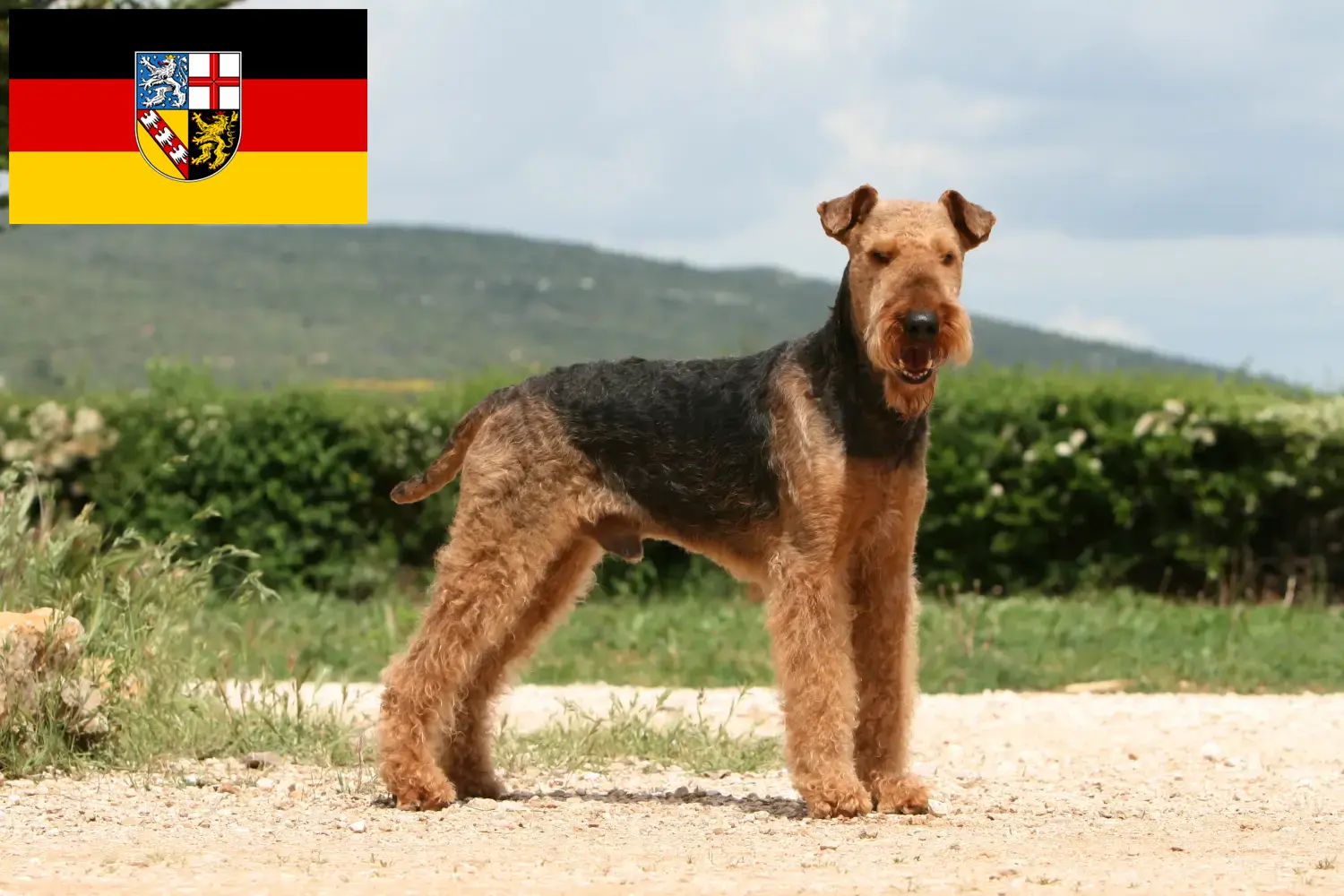 Read more about the article Airedale terrier tenyésztők és kölykök Saar-vidéken