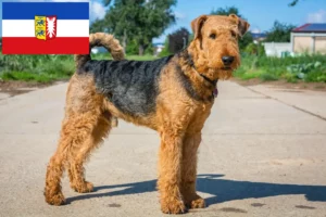 Read more about the article Airedale terrier tenyésztők és kölykök Schleswig-Holstein tartományban