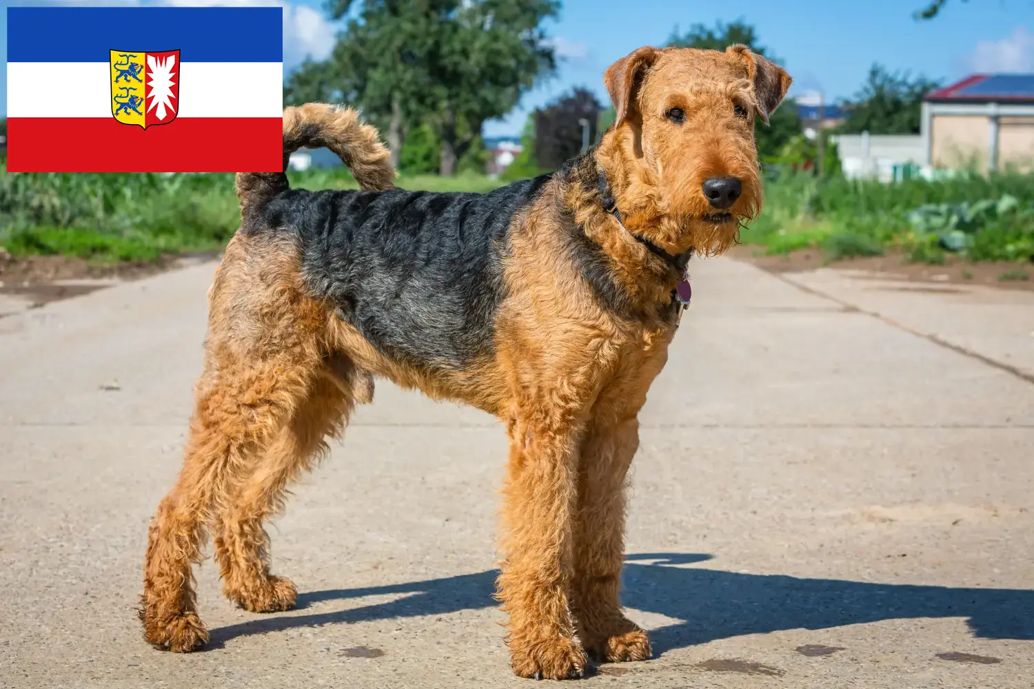 Read more about the article Airedale terrier tenyésztők és kölykök Schleswig-Holstein tartományban