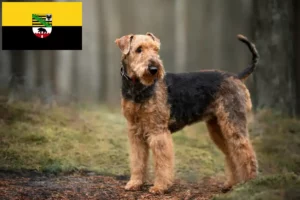 Read more about the article Airedale terrier tenyésztők és kölykök Szász-Anhaltban