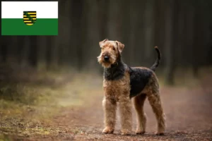 Read more about the article Airedale terrier tenyésztők és kölykök Szászországban