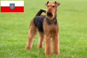 Read more about the article Airedale terrier tenyésztők és kölykök Türingiában