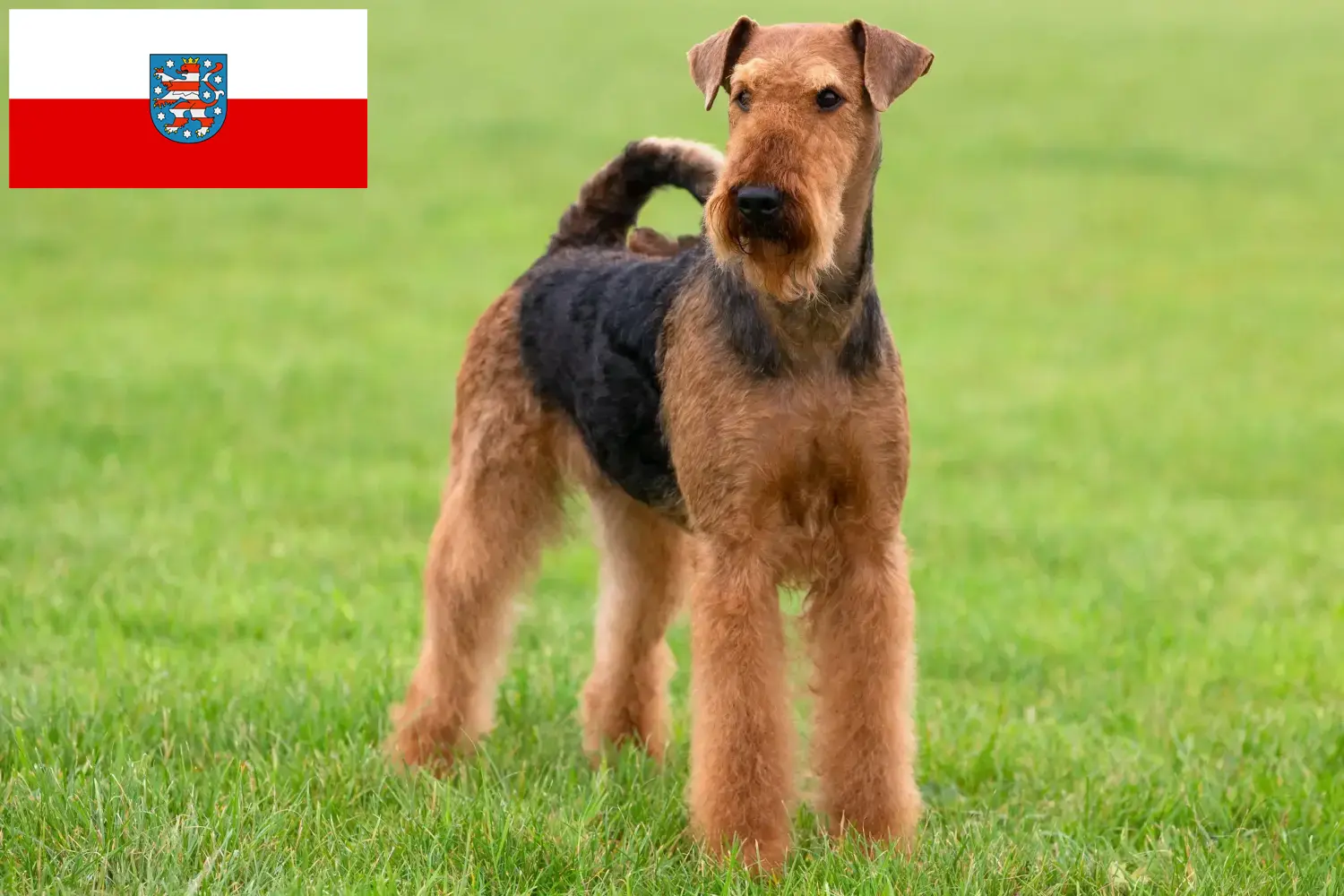 Read more about the article Airedale terrier tenyésztők és kölykök Türingiában