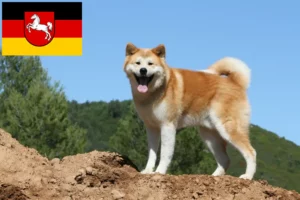 Read more about the article Akita tenyésztők és kölykök Alsó-Szászországban