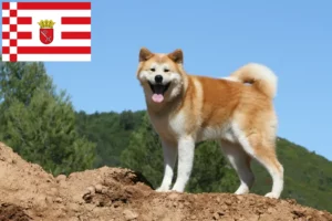 Read more about the article Akita tenyésztők és kölykök Brémában