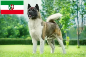 Read more about the article Akita tenyésztők és kölyökkutyák Észak-Rajna-Vesztfália tartományban