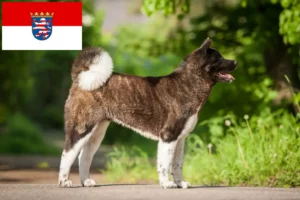 Read more about the article Akita tenyésztők és kölykök Hessenben
