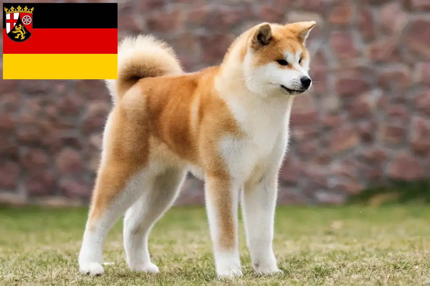 Read more about the article Akita tenyésztők és kölykök Rajna-vidék-Pfalzban