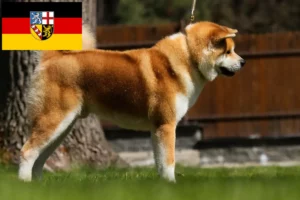 Read more about the article Akita tenyésztők és kölykök Saar-vidéken