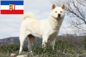Read more about the article Akita tenyésztők és kölykök Schleswig-Holstein tartományban