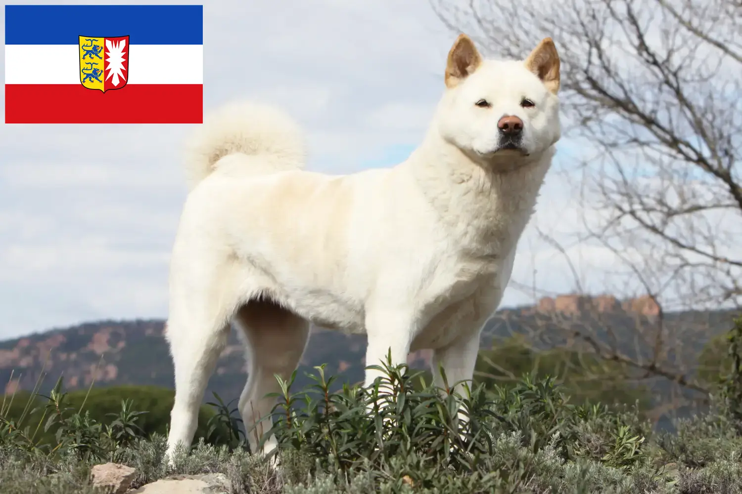 Read more about the article Akita tenyésztők és kölykök Schleswig-Holstein tartományban