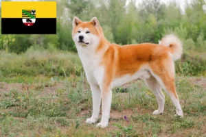 Read more about the article Akita tenyésztők és kölykök Szász-Anhaltban