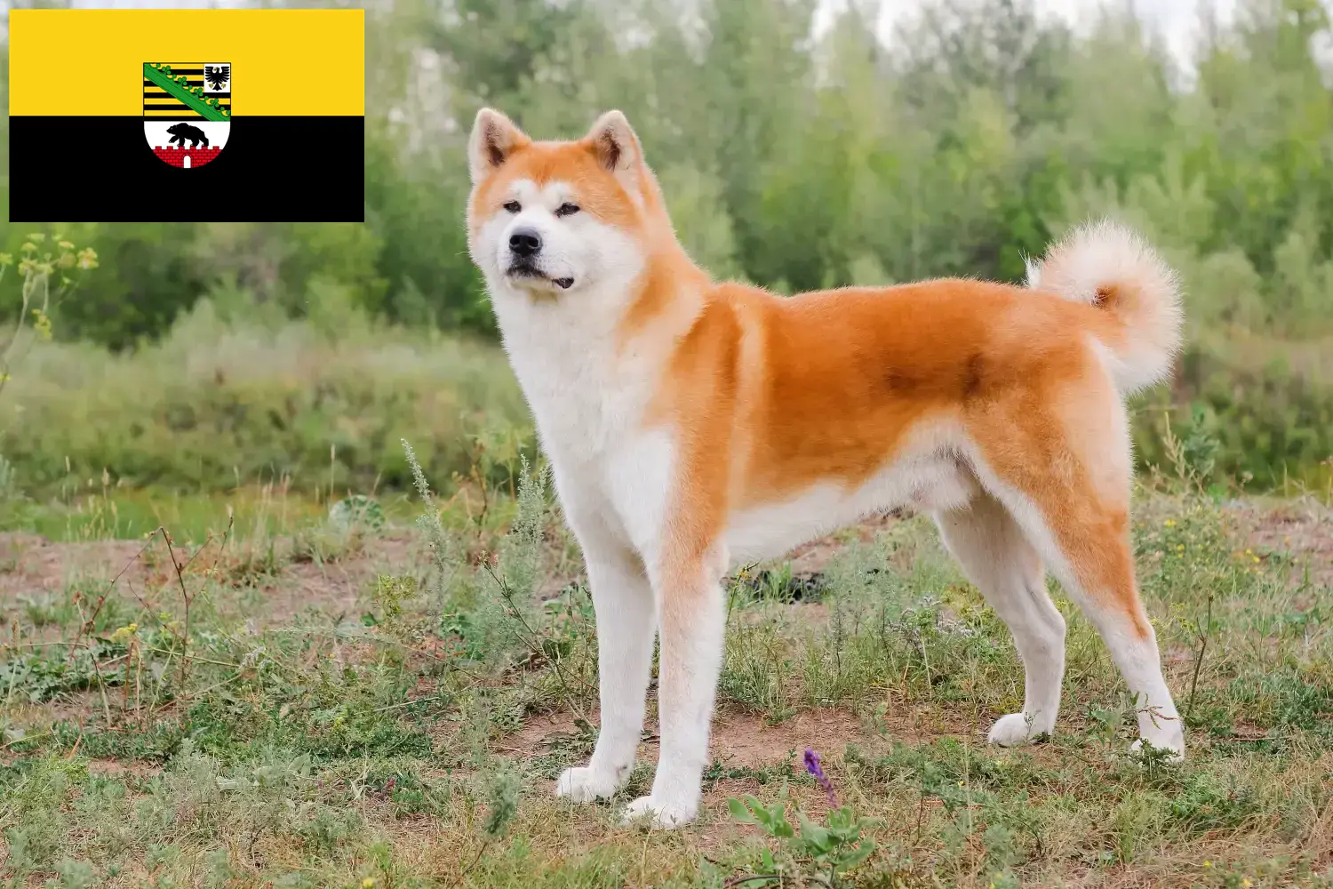 Read more about the article Akita tenyésztők és kölykök Szász-Anhaltban