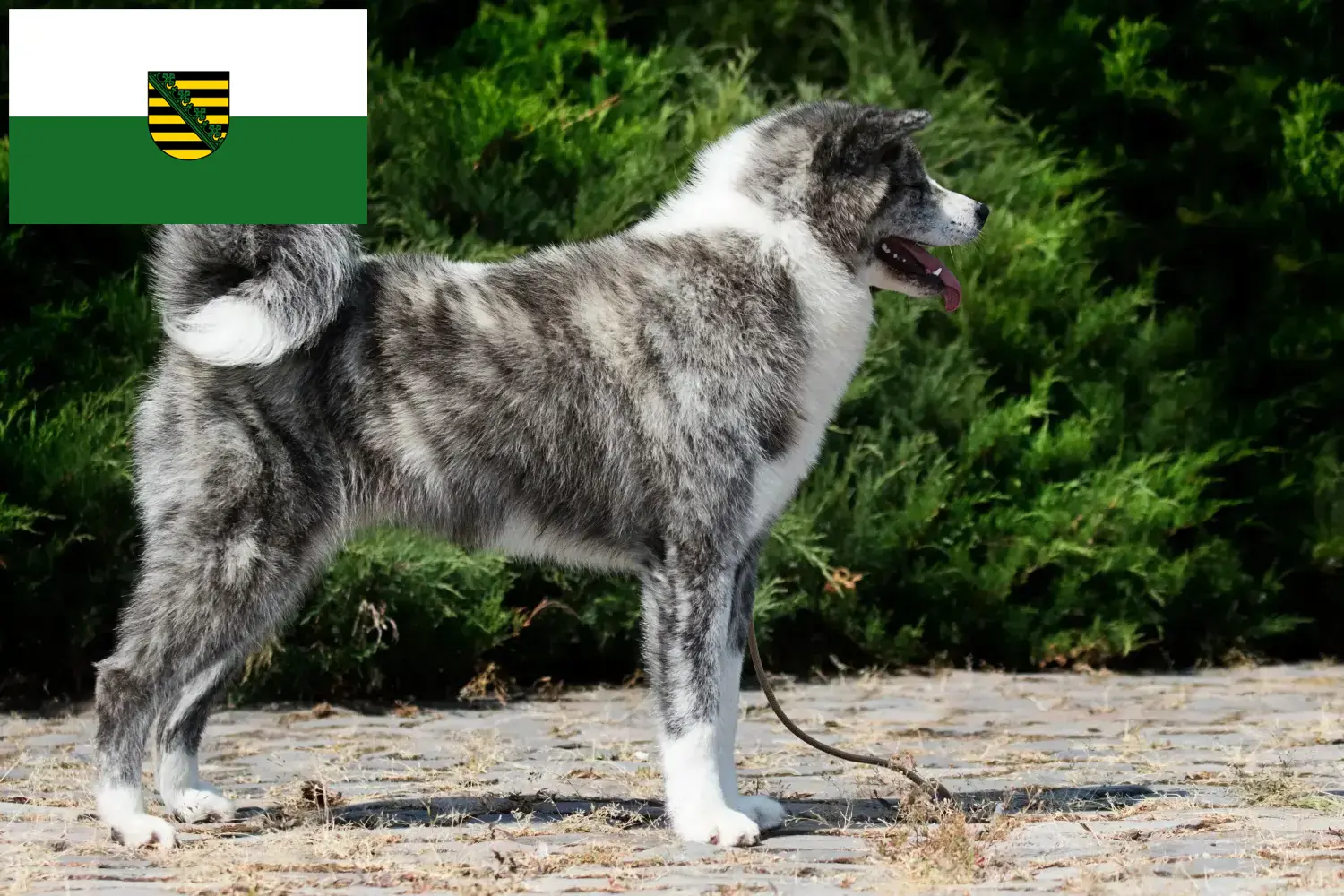 Akita kiskutyák és tenyésztők Szászország Itt szászországi akitatenyésztőket találhat.