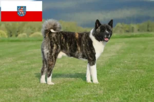 Read more about the article Akita tenyésztők és kölykök Türingiában