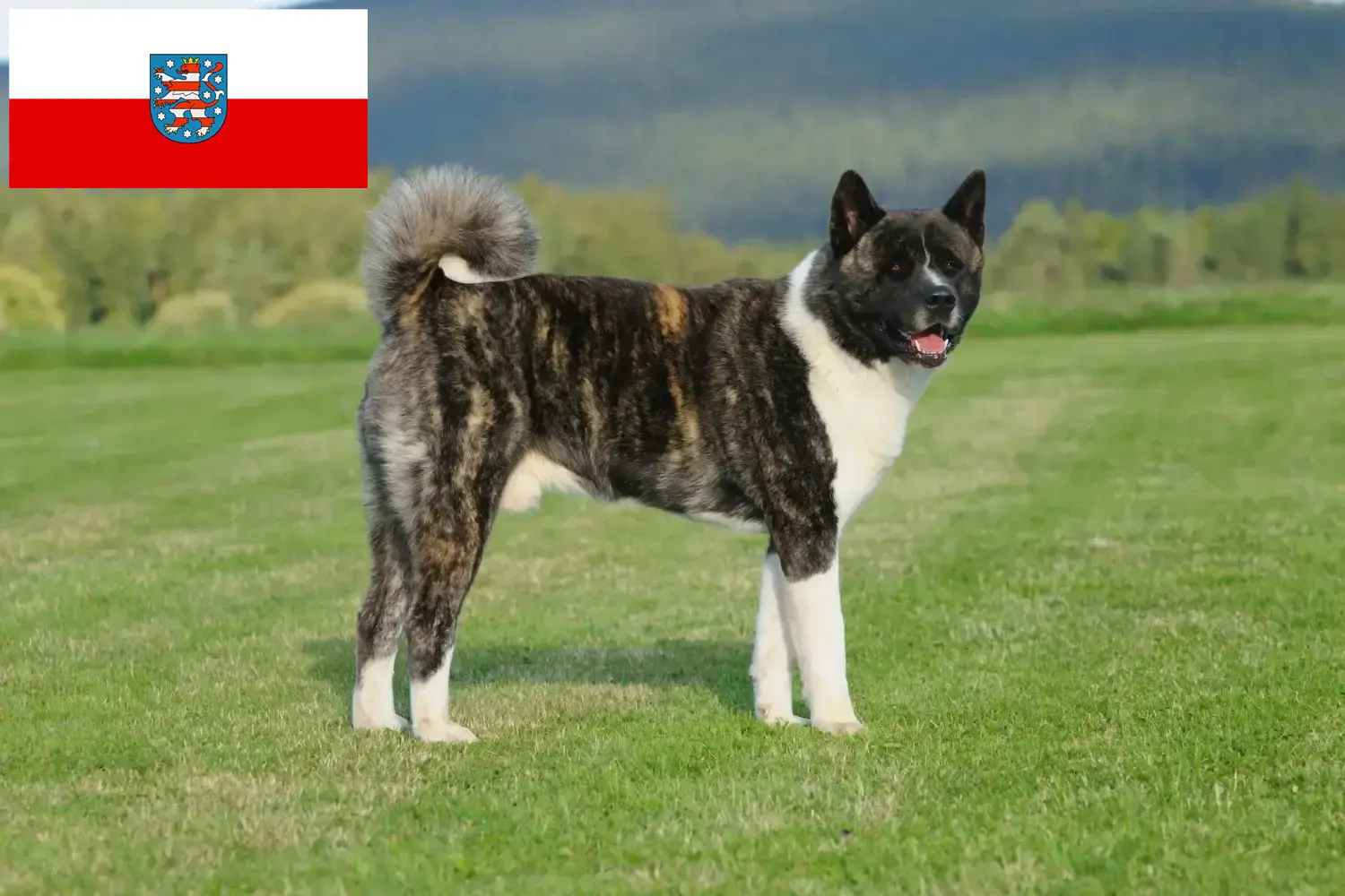 Read more about the article Akita tenyésztők és kölykök Türingiában