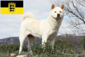 Read more about the article Akita tenyésztők és kölykök Baden-Württembergben
