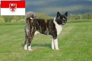 Read more about the article Akita tenyésztők és kölykök Brandenburgban