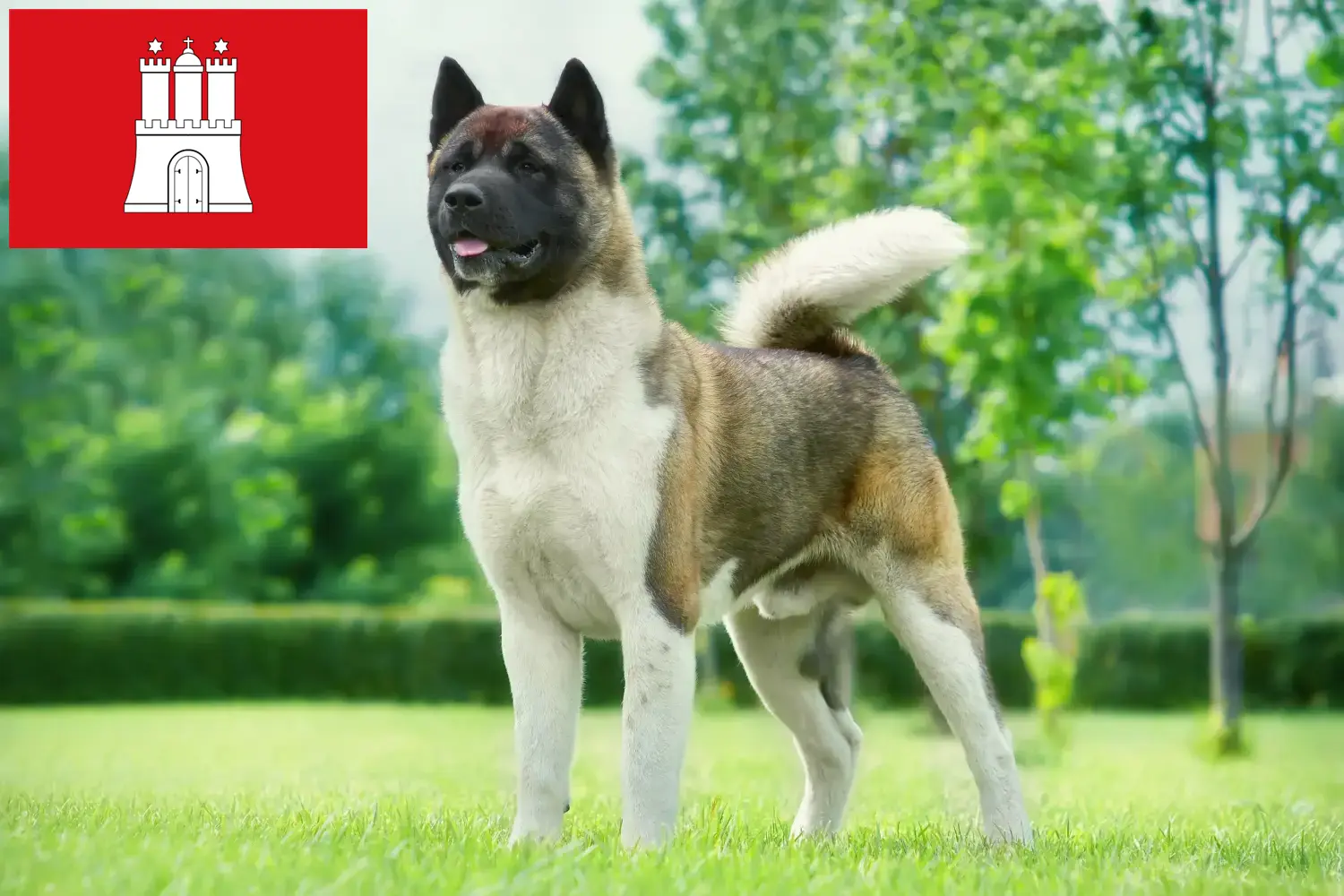 Akita kölyökkutyák és tenyésztők Hamburg Itt találhat Akitas tenyésztőket Hamburgban.