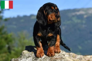 Read more about the article Alpesi Dachsbracke tenyésztők és kölykök Olaszországban