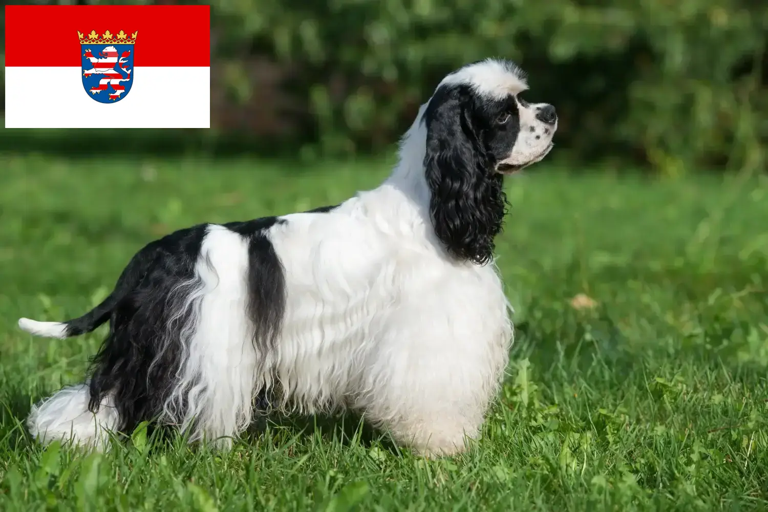 Amerikai Cocker spániel kiskutyák és tenyésztők Hessen Itt találhat American Cocker Spaniel tenyésztőket Hessenben.