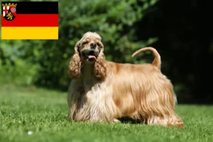 Read more about the article Amerikai Cocker spániel tenyésztők és kölykök Rajna-vidék-Pfalzban