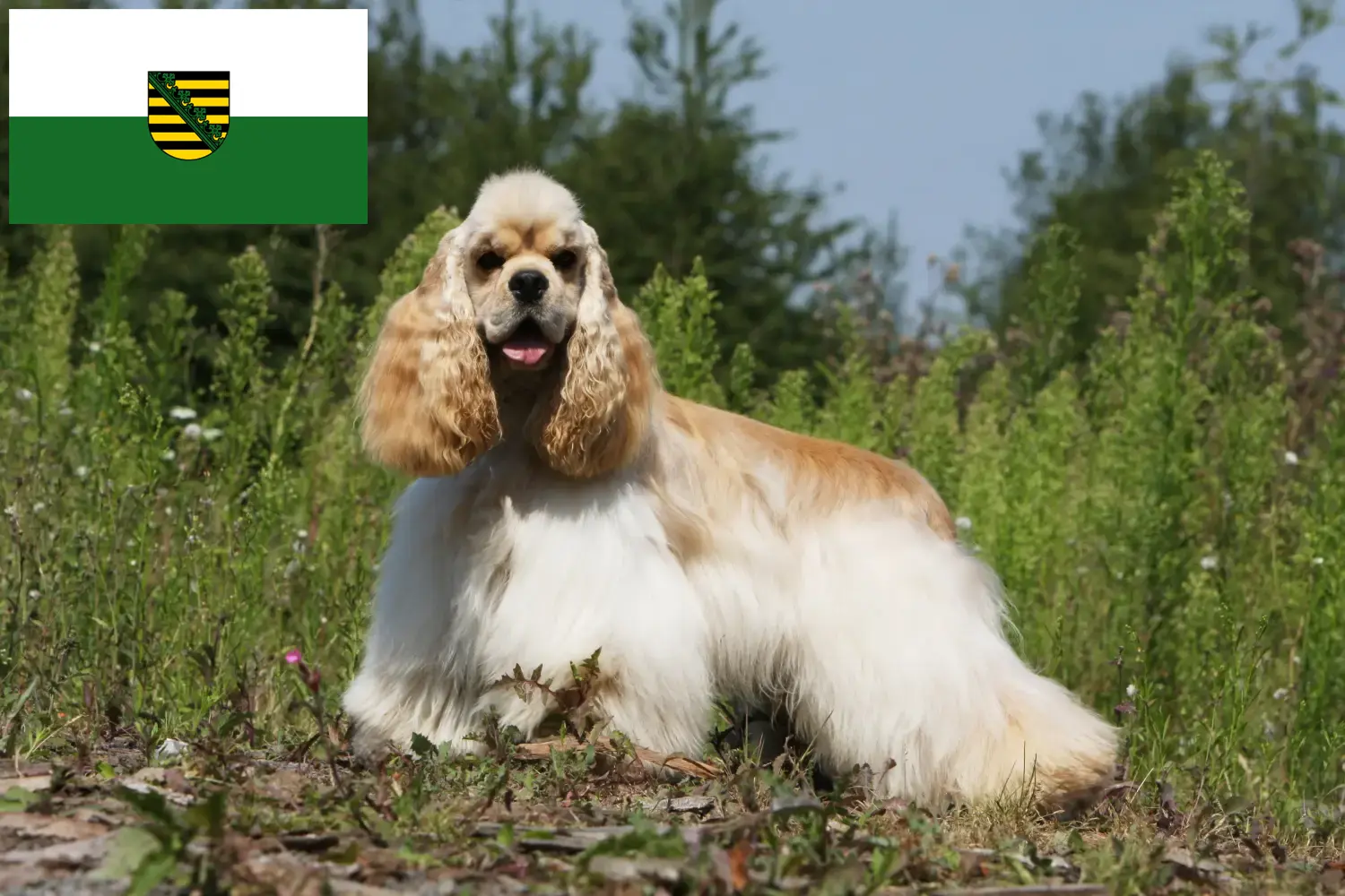 Read more about the article American Cocker Spaniel tenyésztők és kölykök Szászországban