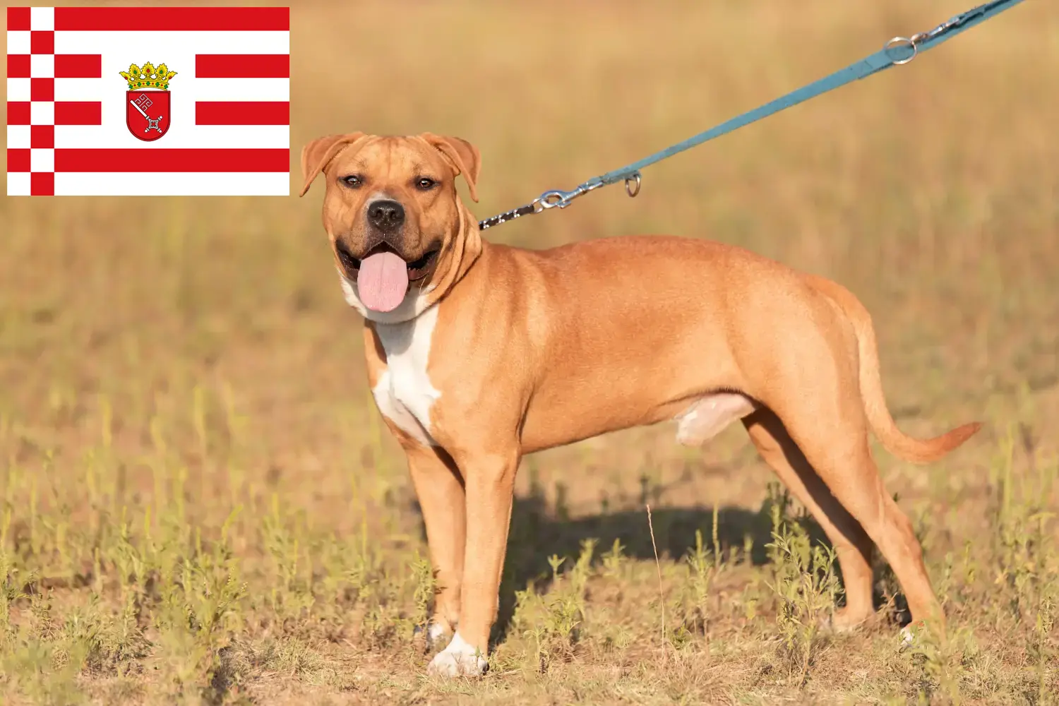 Read more about the article Amerikai staffordshire terrier tenyésztők és kölykök Brémában