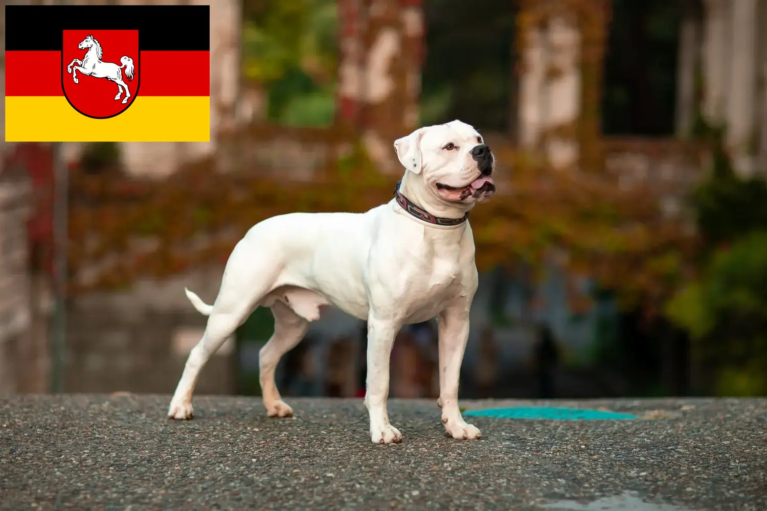 Amerikai bulldog kiskutyák és tenyésztők Alsó-Szászországban Itt találhat amerikai bulldog tenyésztőket Alsó-Szászországban.