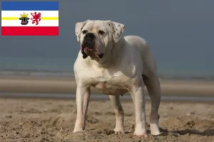 Read more about the article Amerikai bulldog tenyésztők és kiskutyák Mecklenburg-Elő-Pomeránia területén