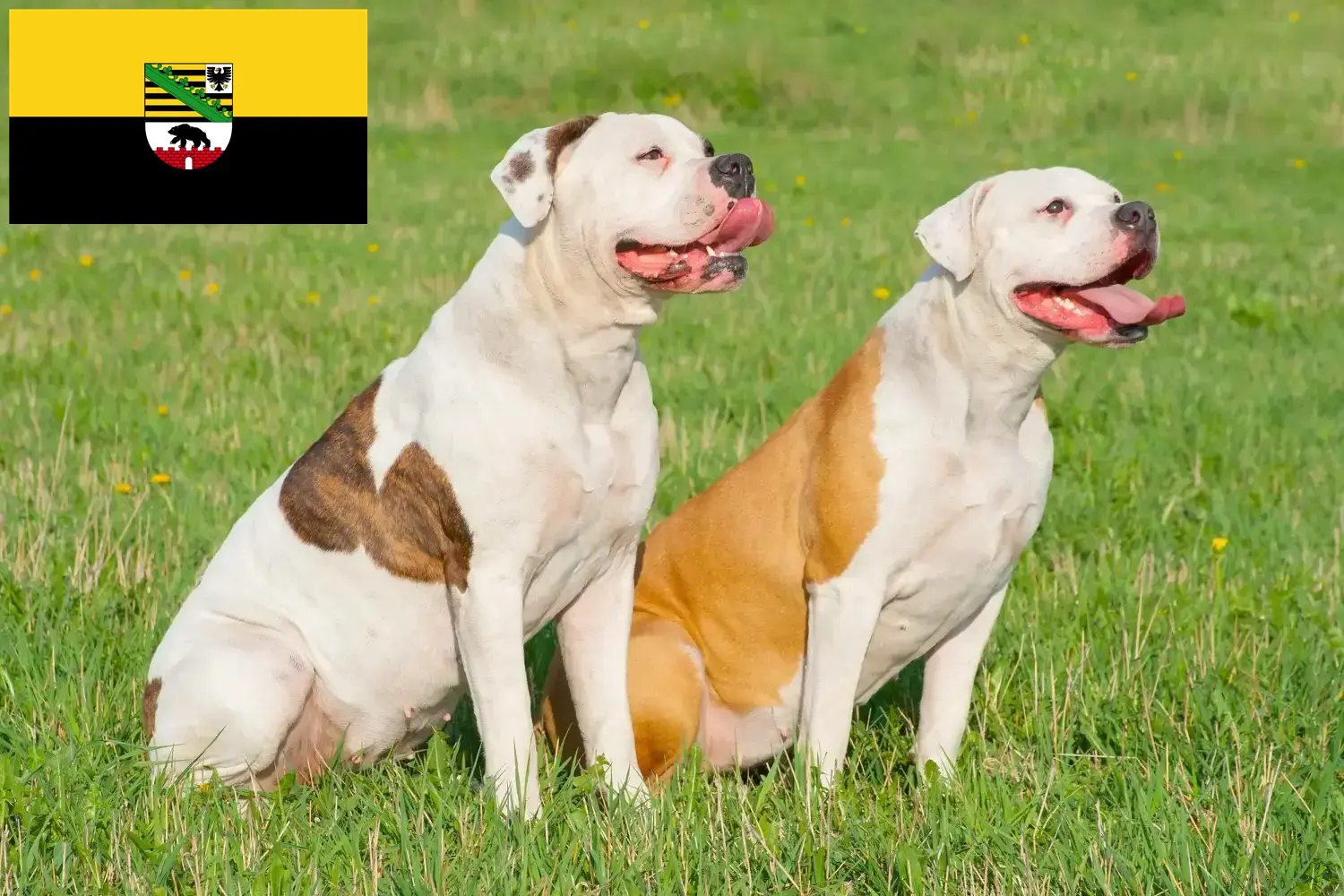 Amerikai bulldog kiskutyák és tenyésztők Szász-Anhalt tartományban Itt találsz amerikai bulldog tenyésztőket Szász-Anhaltban.