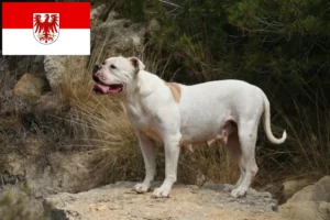 Read more about the article Amerikai bulldog tenyésztők és kölykök Brandenburgban