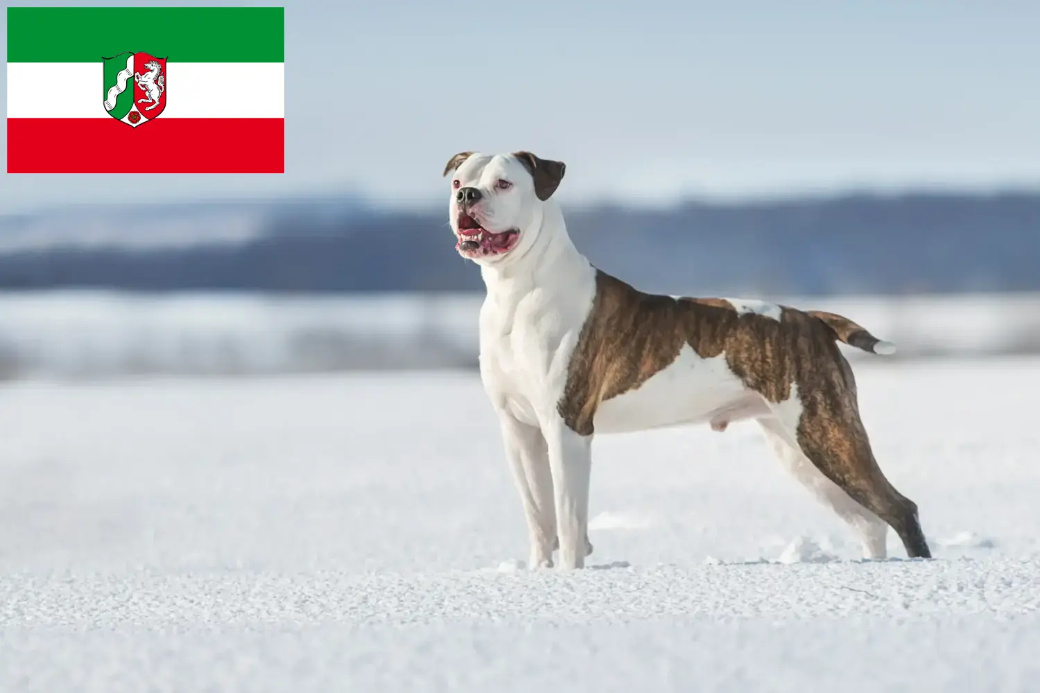 Amerikai bulldog kiskutyák és tenyésztők Észak-Rajna-Vesztfália Itt találhat Amerikai Bulldog tenyésztőket Észak-Rajna-Vesztfália területén.