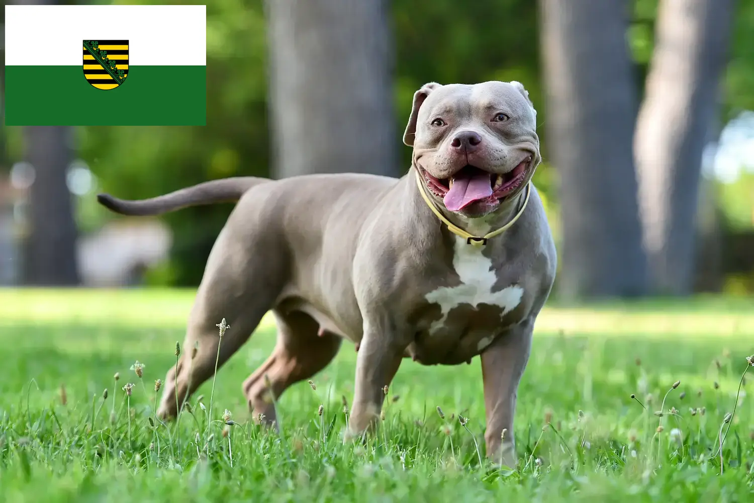 Read more about the article Amerikai bulldog tenyésztők és kölykök Szászországban