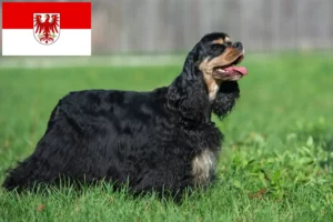 Read more about the article American Cocker spániel tenyésztők és kölykök Brandenburgban
