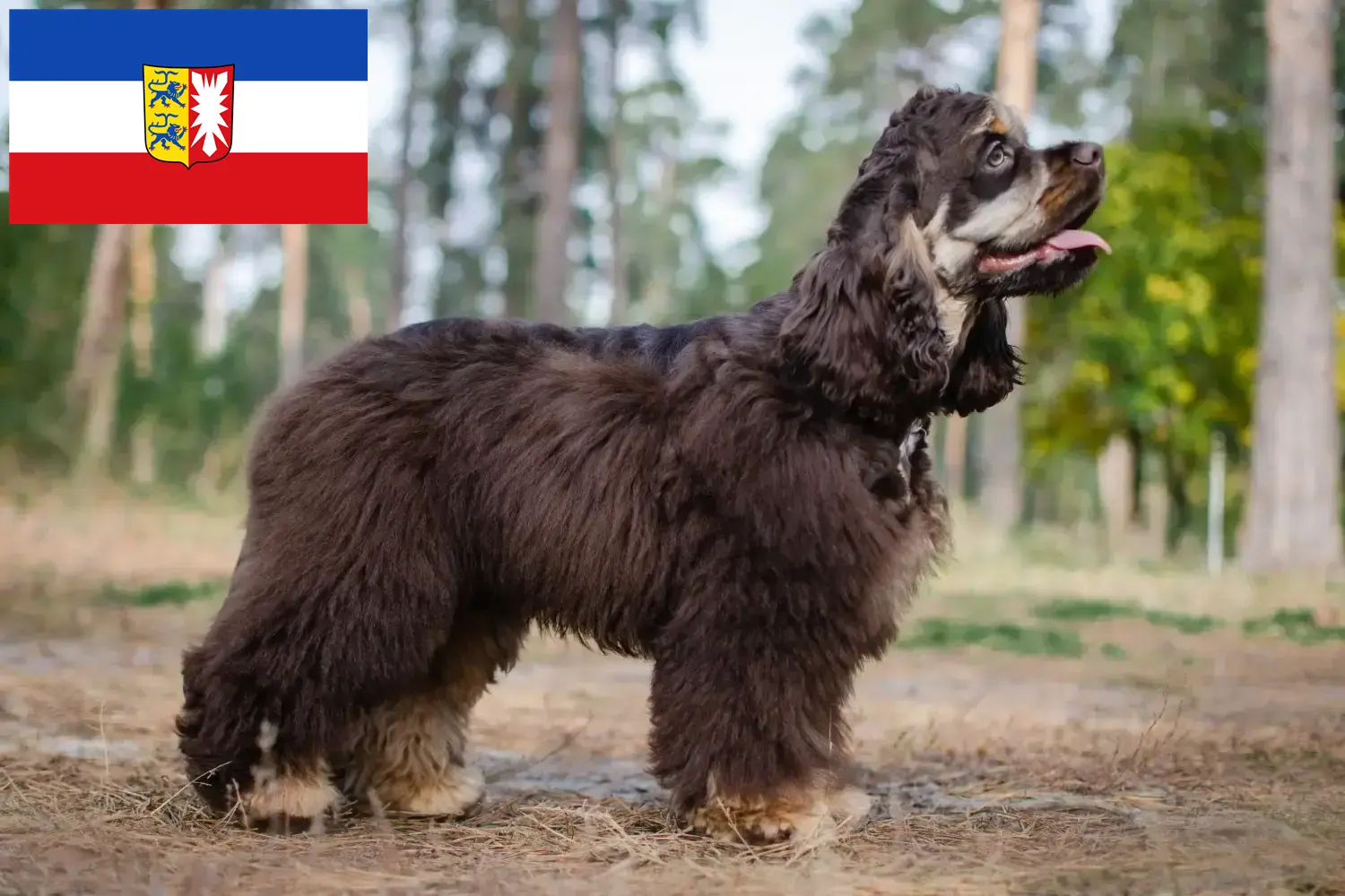 Amerikai Cocker spániel kölyökkutyák és tenyésztők Schleswig-Holstein Itt találhat American Cocker Spaniel tenyésztőket Schleswig-Holstein területén.