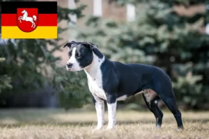 Read more about the article American Staffordshire Terrier tenyésztők és kiskutyák Alsó-Szászországban
