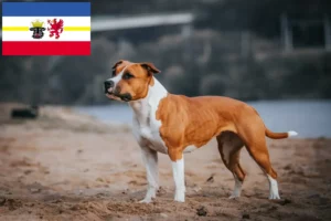 Read more about the article Amerikai staffordshire terrier tenyésztők és kölykök Mecklenburg-Elő-Pomeránia tartományban
