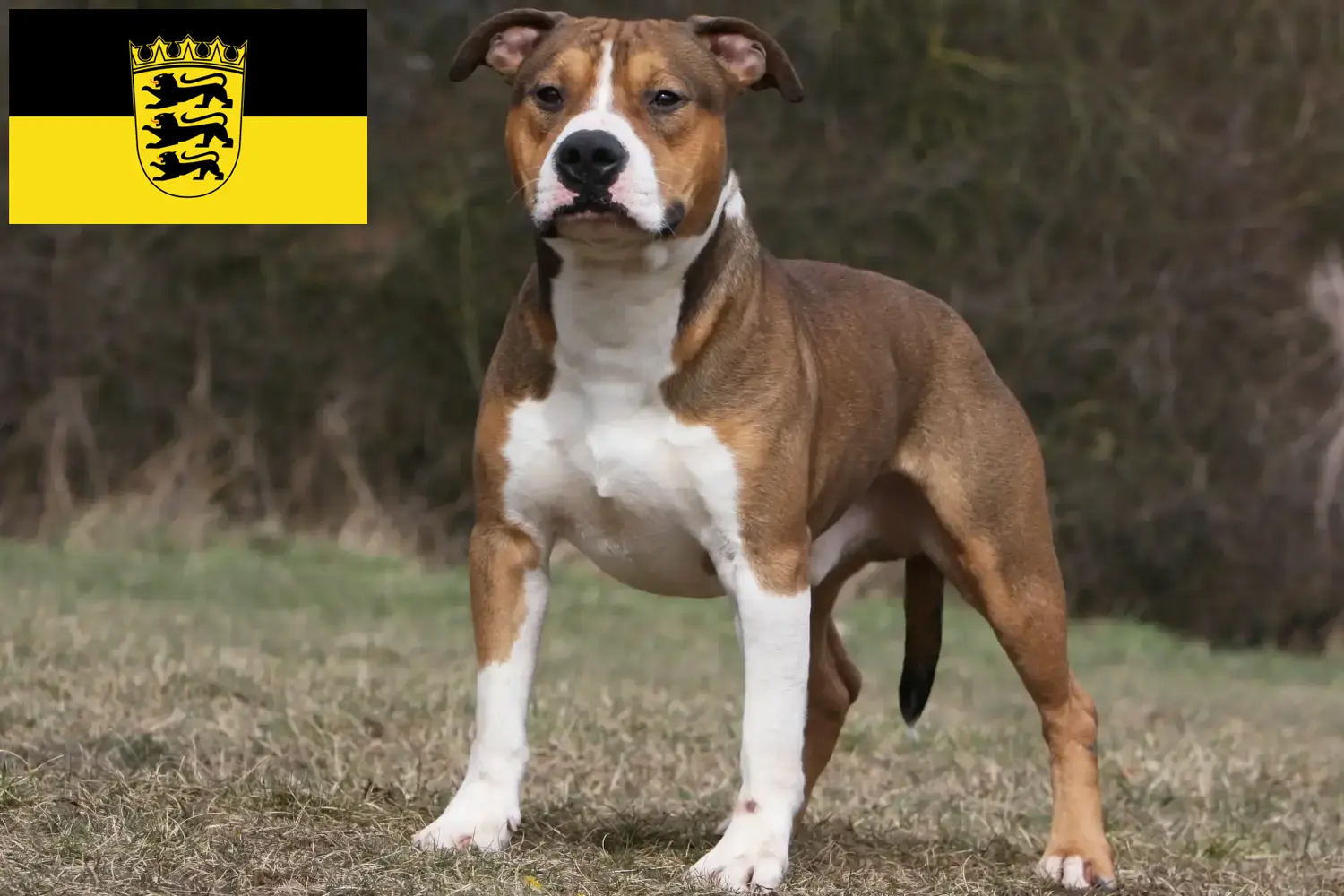 Read more about the article American Staffordshire Terrier tenyésztők és kölykök Baden-Württembergben