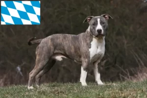 Read more about the article American Staffordshire Terrier tenyésztők és kiskutyák Bajorországban