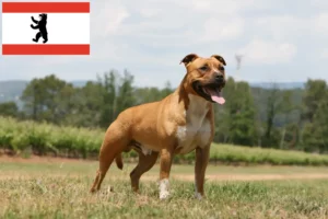 Read more about the article Amerikai staffordshire terrier tenyésztők és kölykök Berlinben