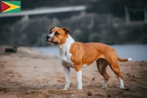 Read more about the article Amerikai staffordshire terrier tenyésztők és kölykök Guyana-ban