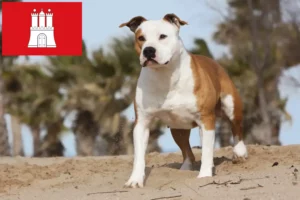 Read more about the article Amerikai staffordshire terrier tenyésztők és kölykök Hamburgban
