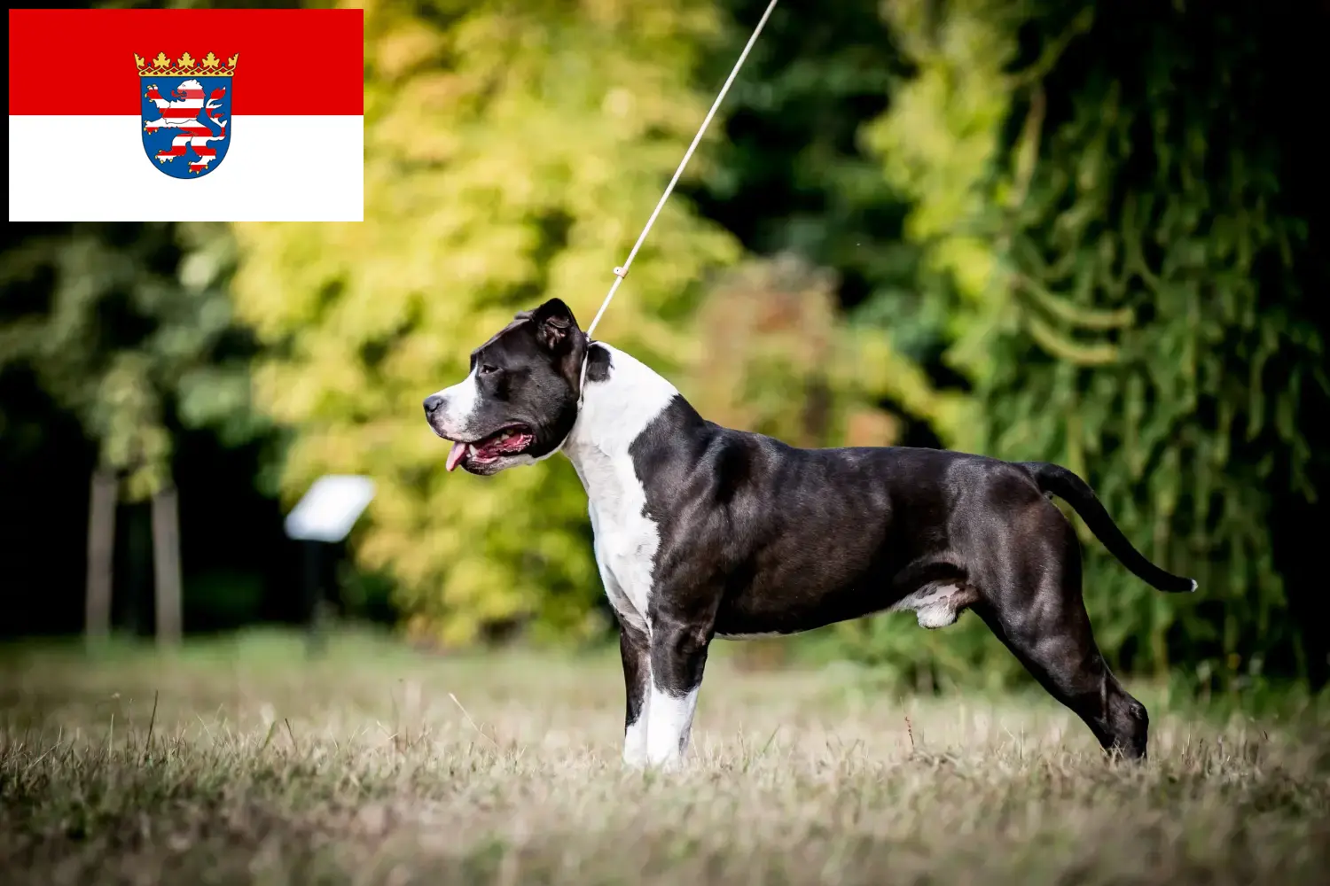 Read more about the article Amerikai staffordshire terrier tenyésztők és kölykök Hessenben