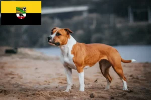 Read more about the article Amerikai staffordshire terrier tenyésztők és kölykök Szász-Anhaltban