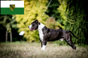 Read more about the article Amerikai staffordshire terrier tenyésztők és kölykök Szászországban
