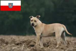Read more about the article Amerikai staffordshire terrier tenyésztők és kölykök Türingiában