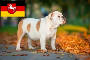 Read more about the article Angol bulldog tenyésztők és kölykök Alsó-Szászországban