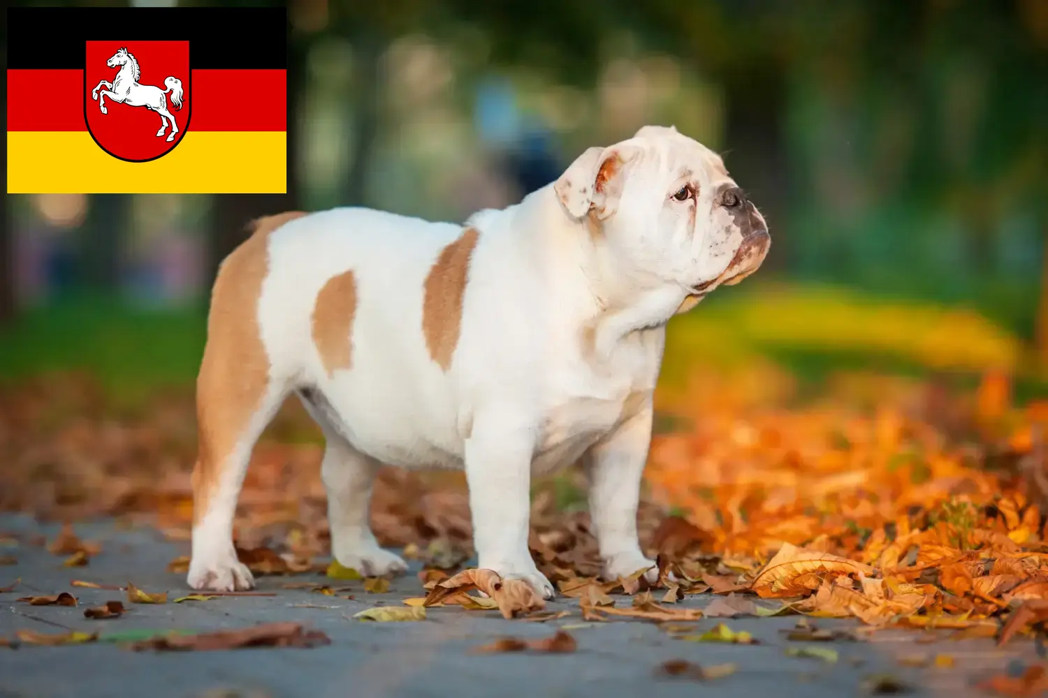 Angol bulldog kölykök és tenyésztő Alsó-Szászországban Itt találhat angol bulldog tenyésztőket Alsó-Szászországban.